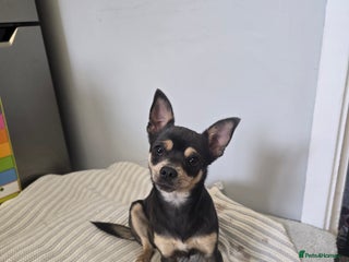 Chihuahua dogs for sale - Advert 1