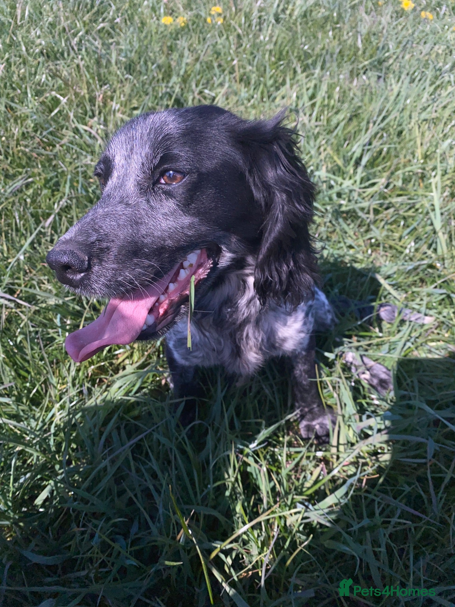 Cocker Spaniel dogs Beautiful cocker spaniel for sale - Advert 16