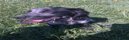 Cocker Spaniel dogs for sale: Beautiful cocker spaniel for sale in Blackpool - Advert 1