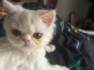 Persian cats Beautiful Persian kittens - Advert 3