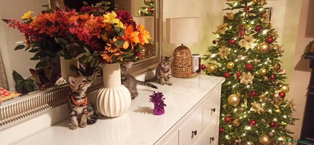 Mixed Breed cats for sale: Adorable kittens in London(SE18)😻❤️😻 - Advert 10