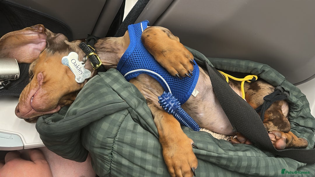 Dachshund dogs for sale: Gorgeous, playful dapple Dachshund for rehoming - Image 8