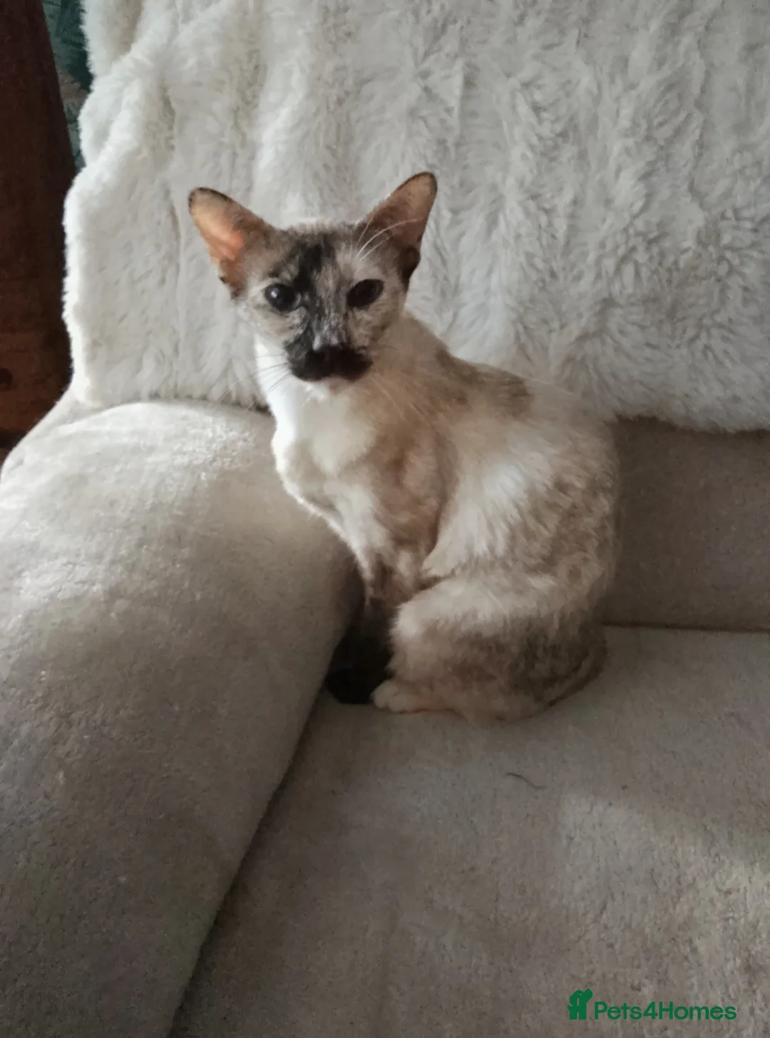 Ragamese cats for sale: Beautiful Blue Tortie Ragamese Female. - Advert 1