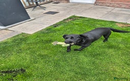 Springador dogs for sale: Labrador  - Image 10