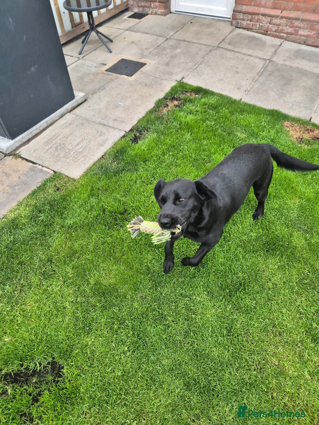 Springador dogs for sale: Labrador  - Image 10