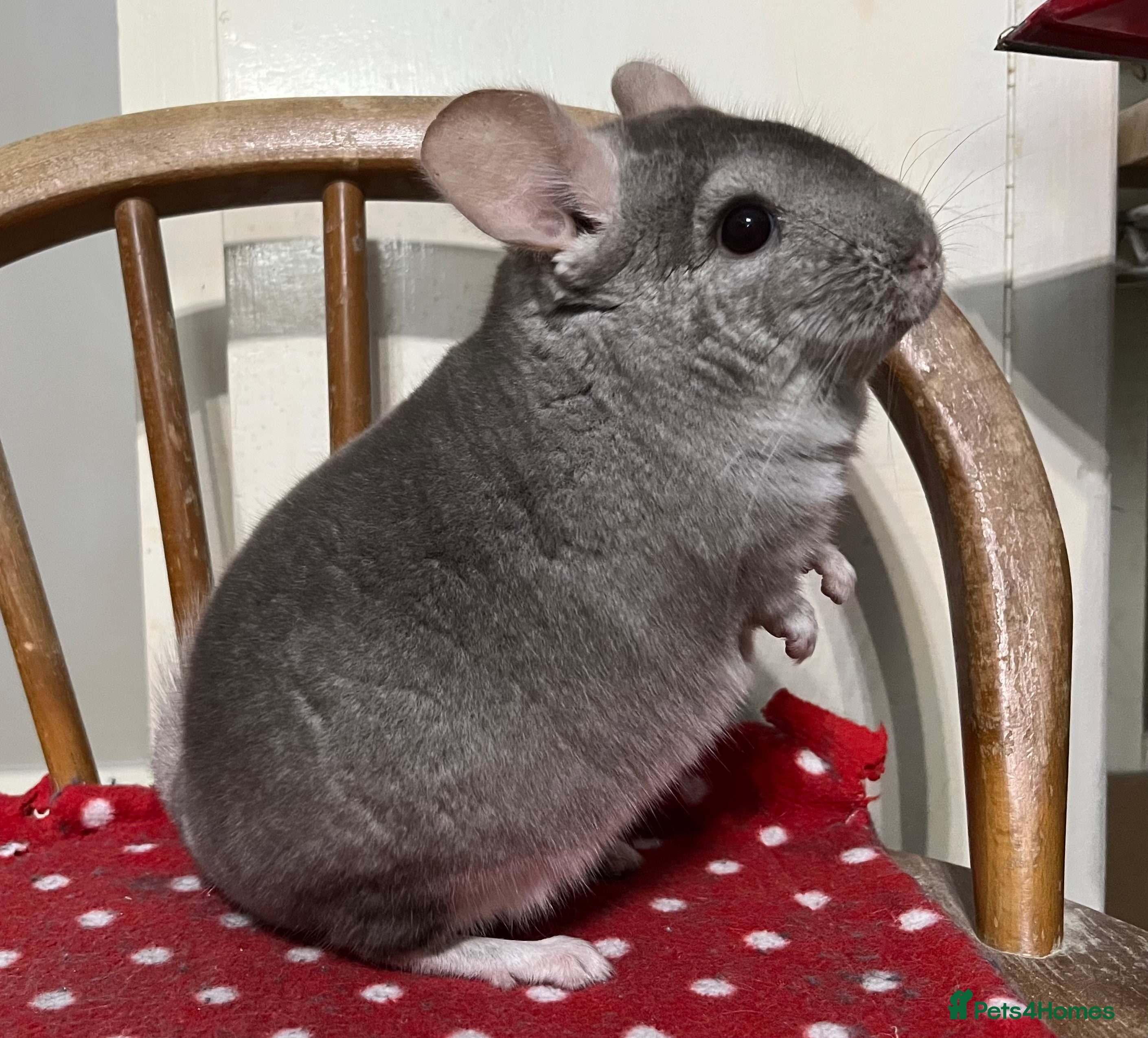 Chinchilla rodents Black Velvet, Beige and Grey males - Advert 4