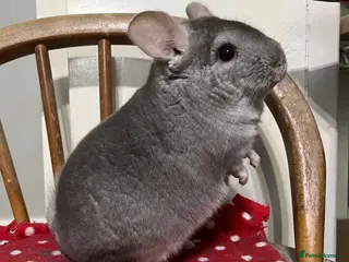 Chinchilla rodents Black Velvet, Beige and Grey males - Advert 4