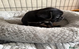 French Bulldog dogs for sale: FRENCH BULLDOG PUPPIES , THOROUGHBRED  - Image 14