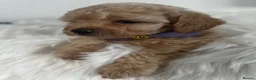 Maltipoo dogs for sale: Absolutely Outstanding Malitpoo Puppies  - Advert 7