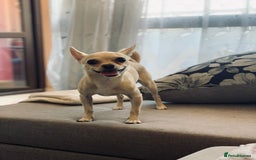 Chihuahua dogs for sale: Cute Chihuahua looking for new home - Image 6