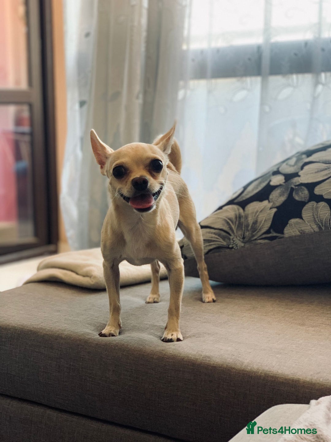Chihuahua dogs for sale: Cute Chihuahua looking for new home - Image 6