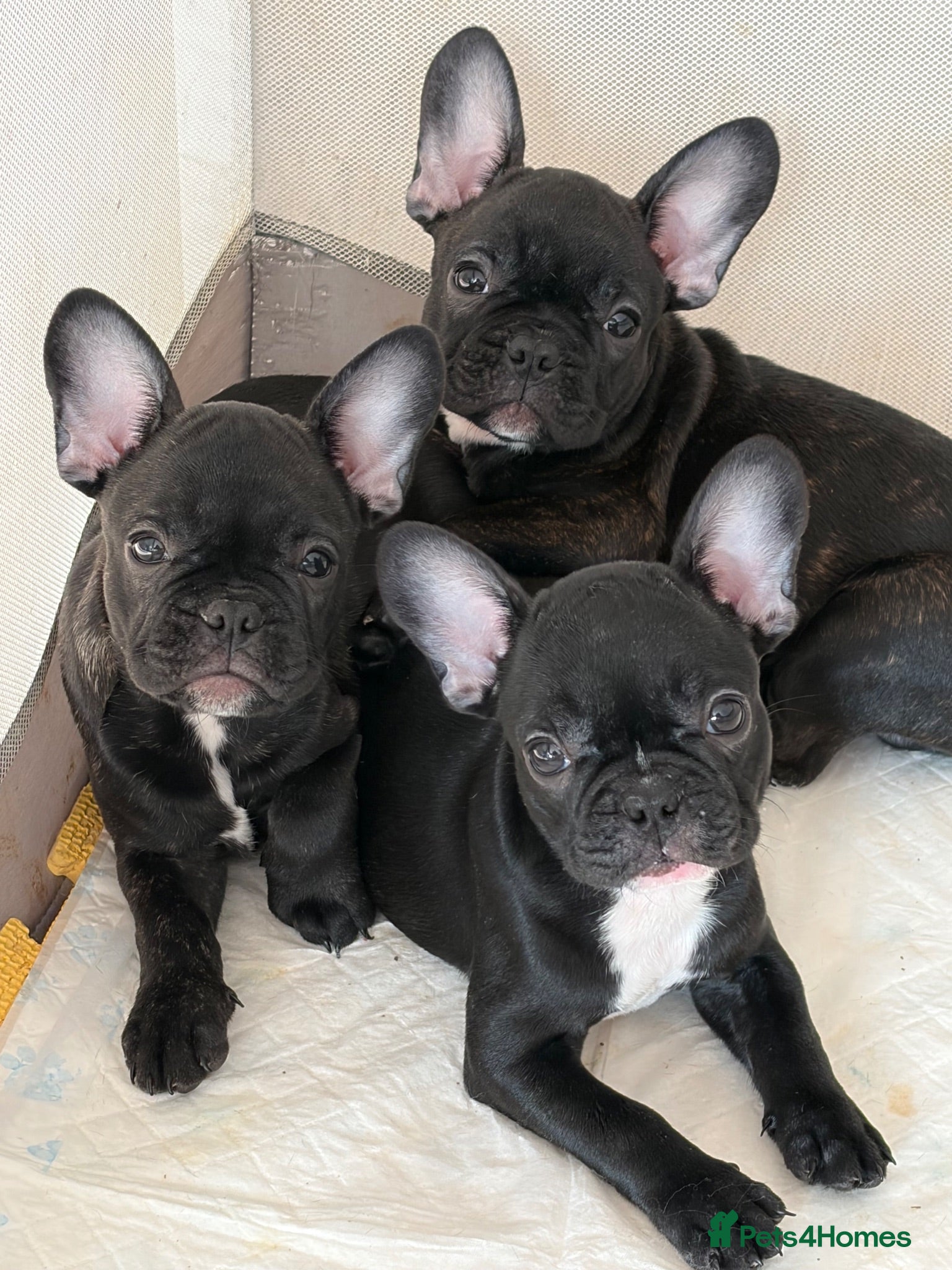 French Bulldog dogs French bulldog  - Advert 1