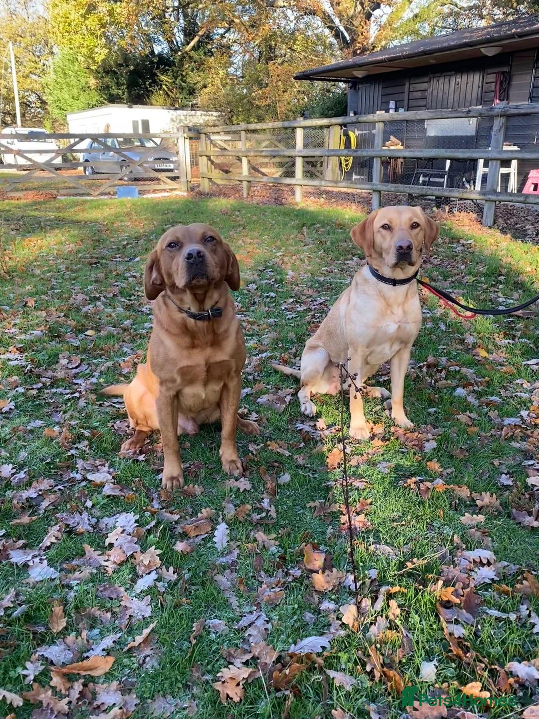 Labrador Retriever dogs for sale: Fox red / yellow KC registered labrador pups - Advert 11