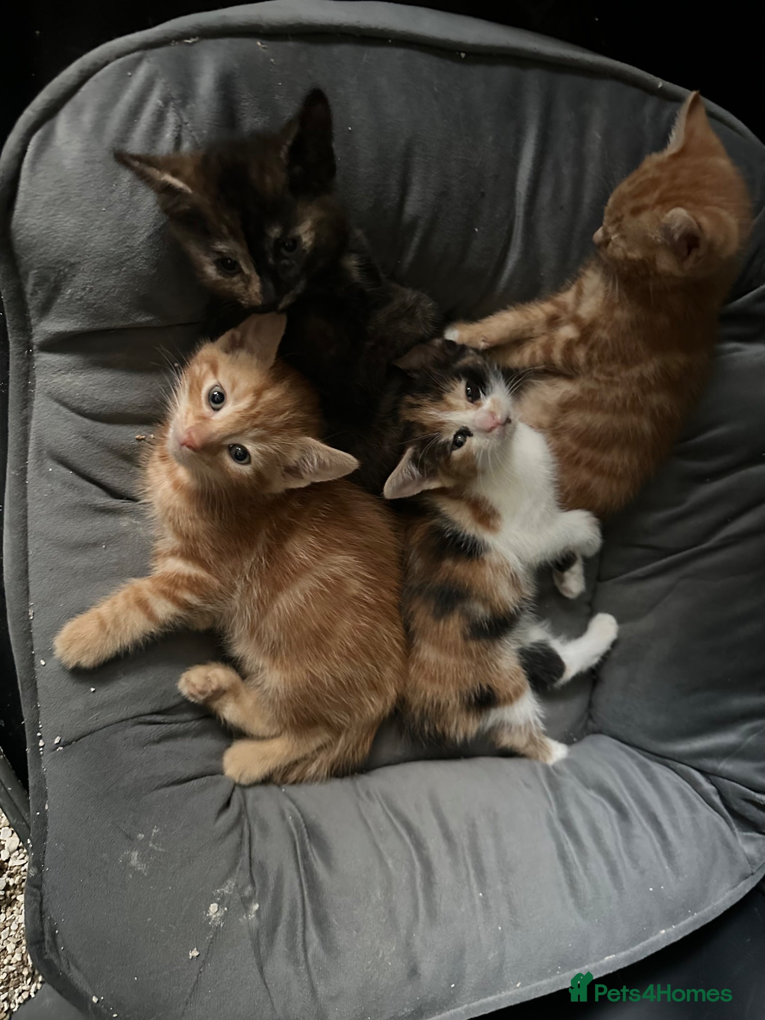 Mixed Breed cats Kittens ready now  - Advert 17
