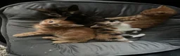 Mixed Breed cats for sale: Kittens ready now  - Advert 4