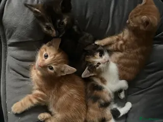 Mixed Breed cats Kittens ready now£200 - Advert 4