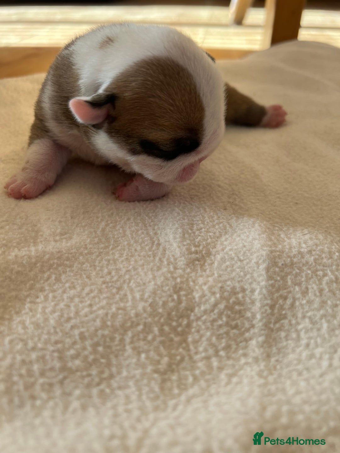 English Bulldog dogs for sale: English bulldogs - Advert 14