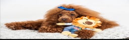 Cavapoo dogs for sale: ⭐️Health tested cavapoo baby’s⭐️ - Advert 7