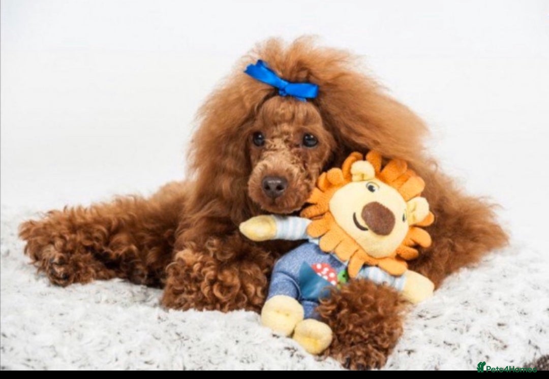 Cavapoo dogs for sale: ⭐️Health tested cavapoo baby’s⭐️ - Image 7