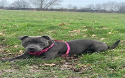 Staffordshire Bull Terrier dogs for sale: Top Quality Blue Staffordshire Bull Terriers  - Image 5