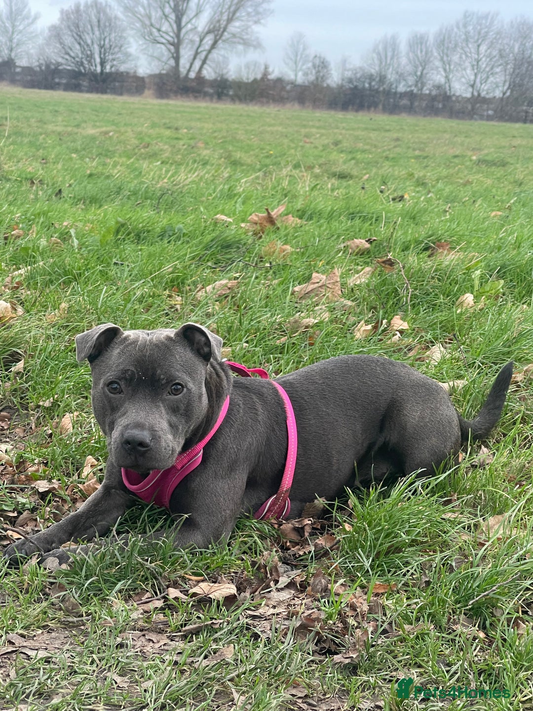 Staffordshire Bull Terrier dogs for sale: Top Quality Blue Staffordshire Bull Terriers  - Image 5