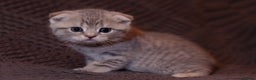 Scottish Fold cats for sale: Gorgeous Scottish Fold and straight kittens - Advert 13
