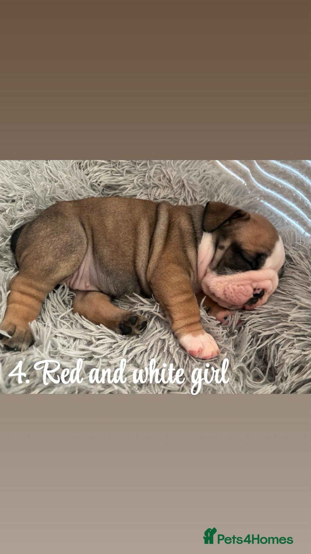 English Bulldog dogs for sale: Kc stunning English bulldog puppies - Advert 12