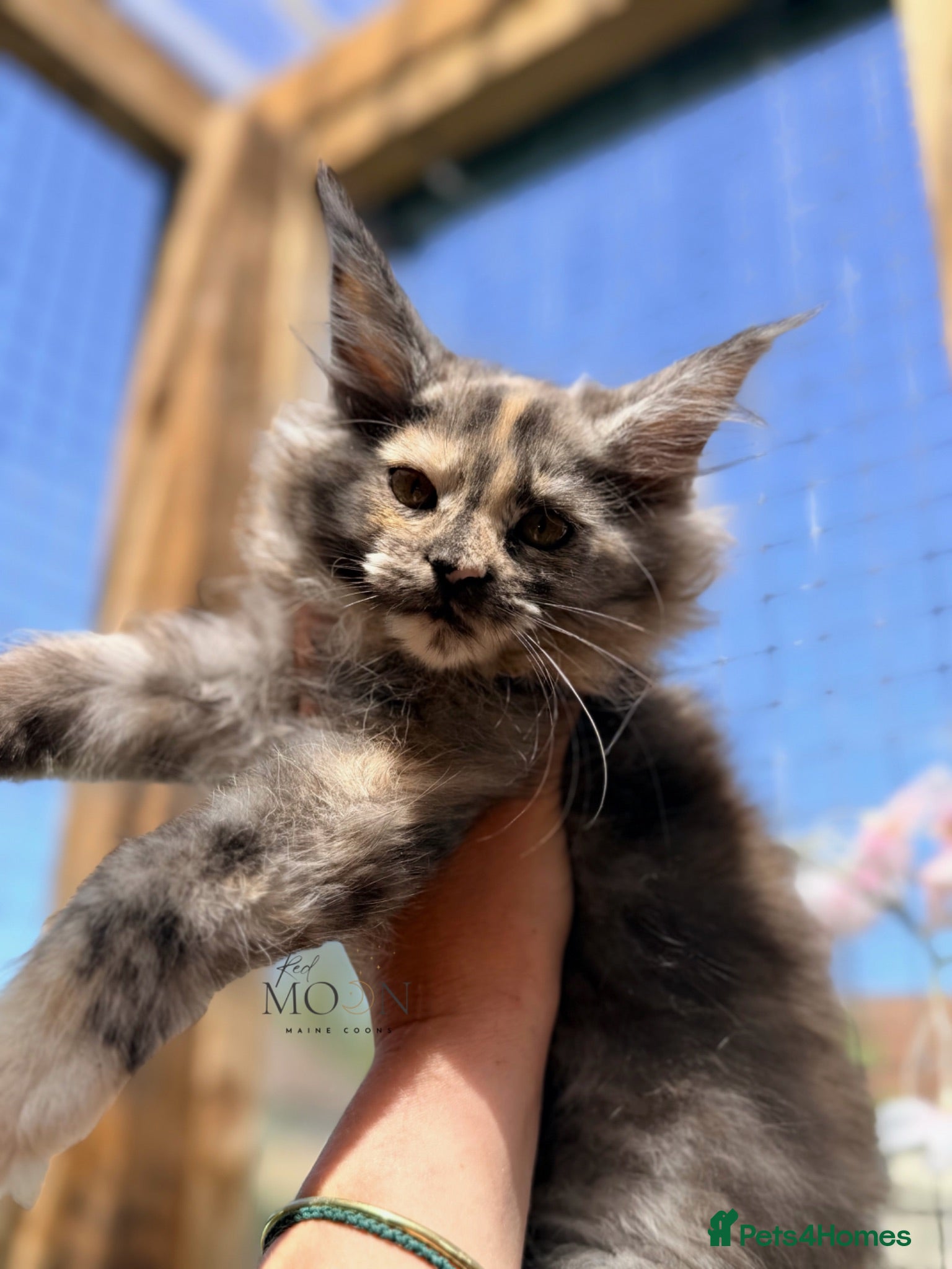 Maine Coon cats Registered Maine Coon kittens - Advert 17