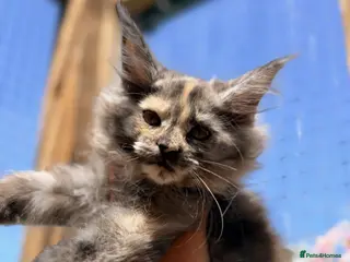 Maine Coon cats Registered Maine Coon kittens - Advert 1