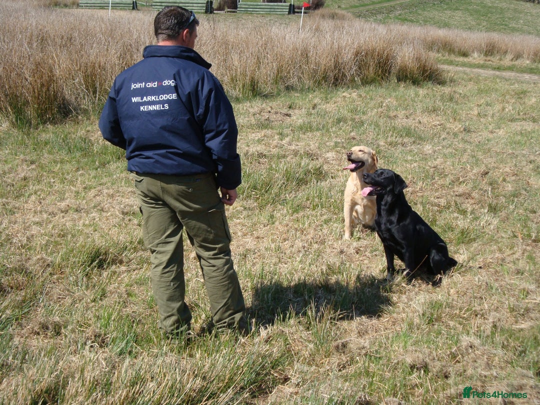 Labrador Retriever dogs for sale: Carefully & selectively bred, versatile pets, FTCH - Image 18