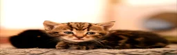 Mixed Breed cats for sale: Stunning kittens  - Advert 3