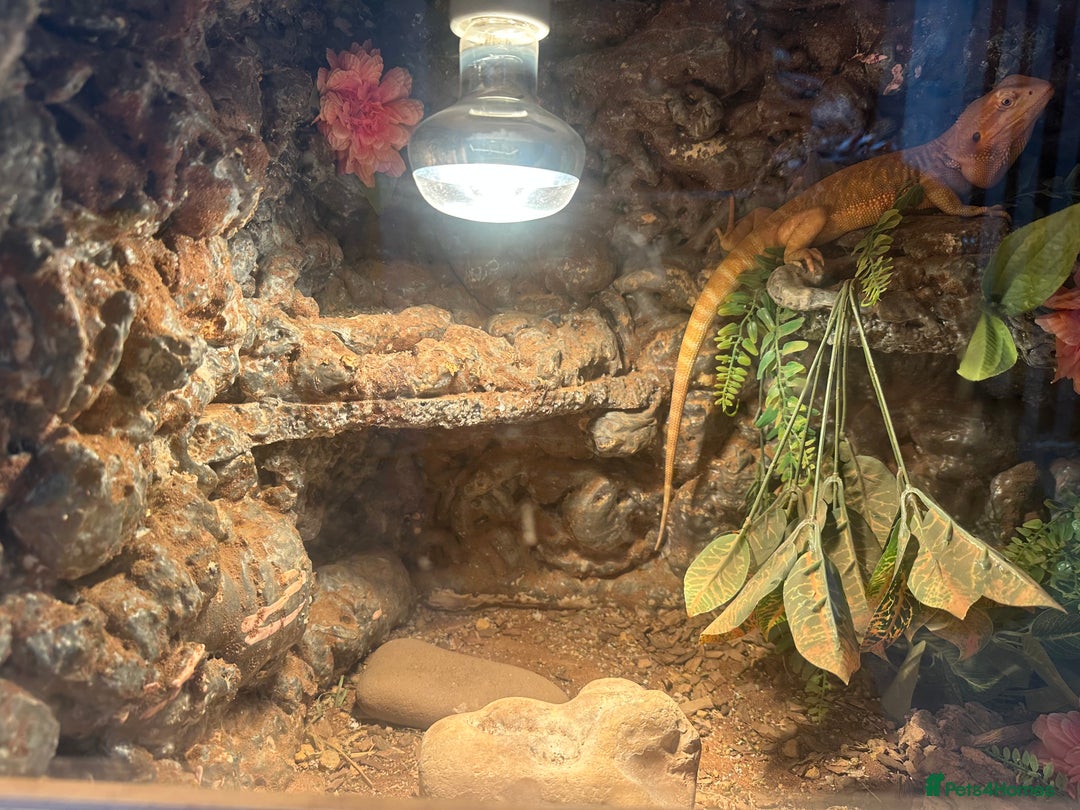 Bearded Dragon reptiles for sale: One year-old female bearded dragon - Image 4