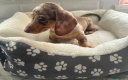 Miniature Dachshund dogs for sale: Miniature dachshund  - Image 24