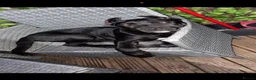 Cane Corso dogs for sale: Cane Corso  - Advert 3