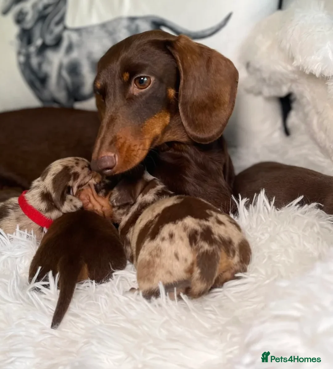 Miniature Dachshund dogs for sale: KC registered Miniature Dachshund PRA clear - Advert 12