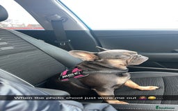 French Bulldog dogs for sale: 4 year old French bulldog - Image 4