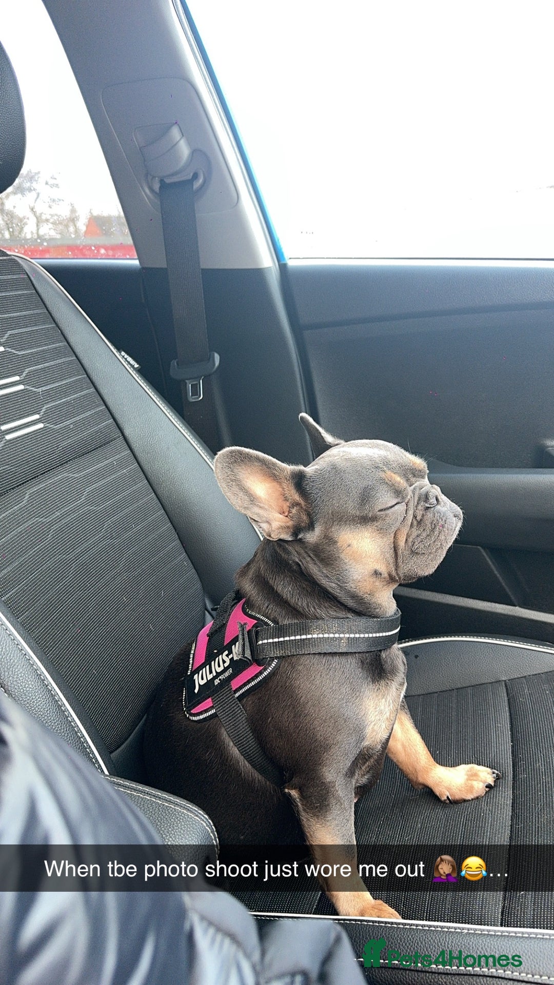 French Bulldog dogs for sale: 4 year old French bulldog - Image 4