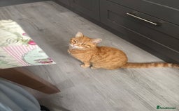 Mixed Breed cats for sale: Beautiful cut boy for sale  - Image 4