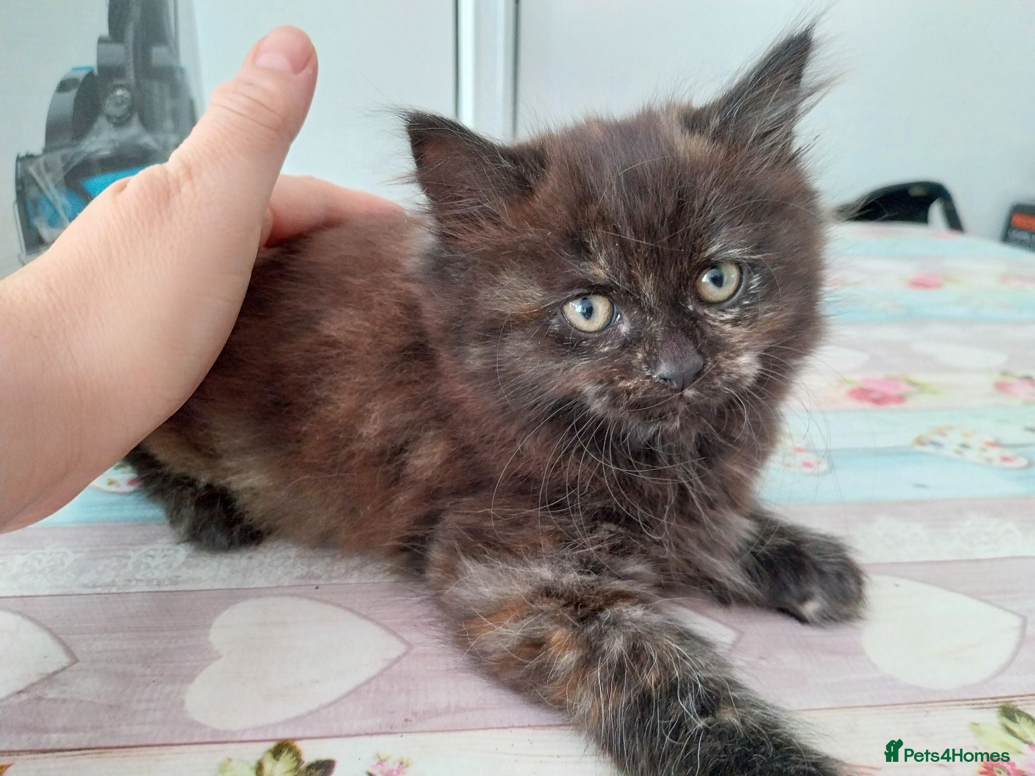 Mixed Breed cats Beautiful kitten looking for home! - Advert 9