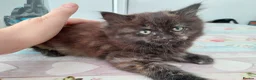 Mixed Breed cats for sale: Beautiful kitten looking for home! - Advert 1