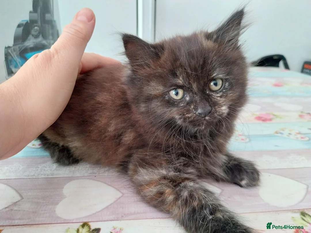 Mixed Breed cats for sale: Beautiful kitten looking for home! - Advert 1