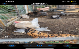 Chickens poultry for sale: Bantam chickens & quail  - Image 5