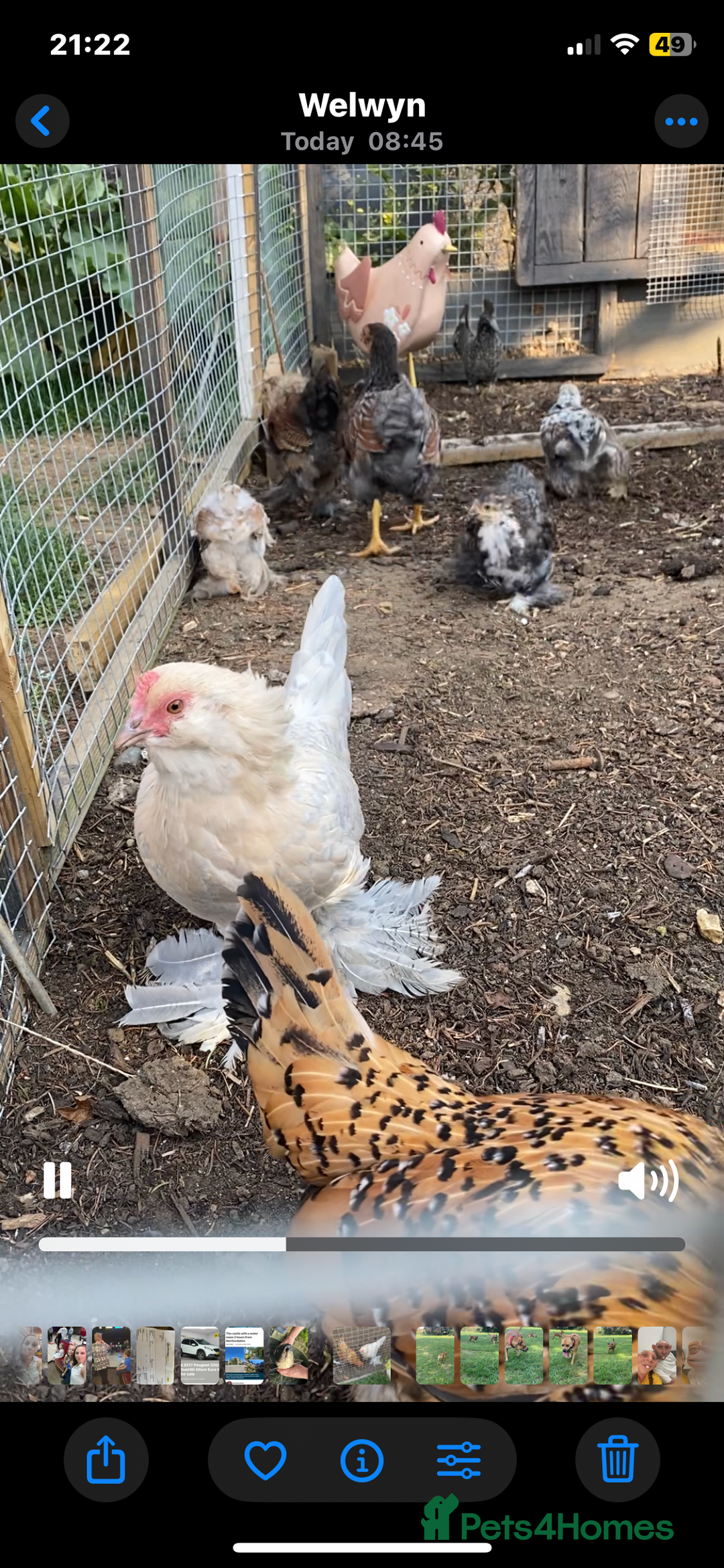Chickens poultry for sale: Bantam chickens & quail  - Image 5