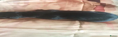 Great Dane 8