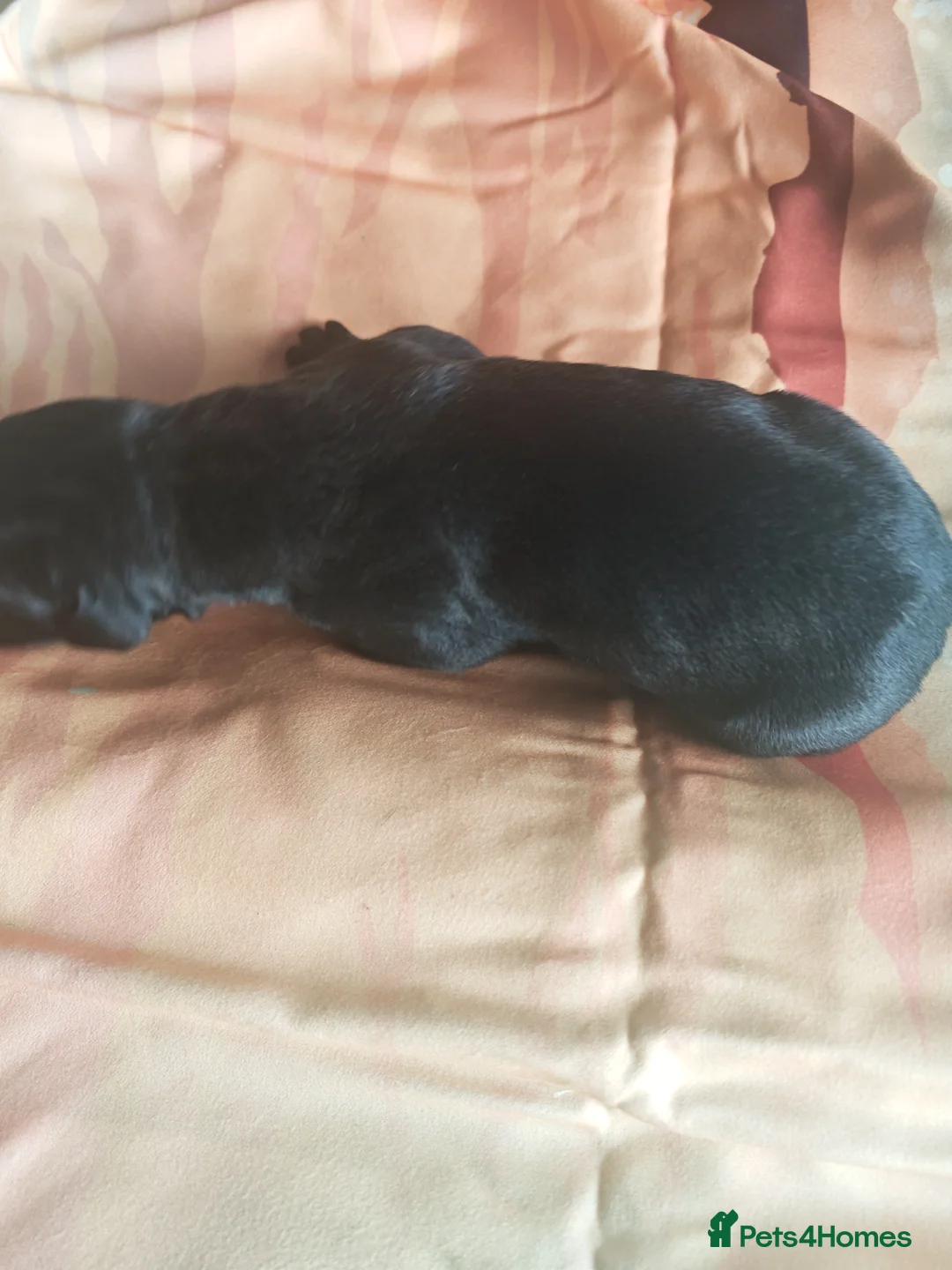 Great Dane dogs for sale: Great Dane Puppies in Londonderry - Advert 2