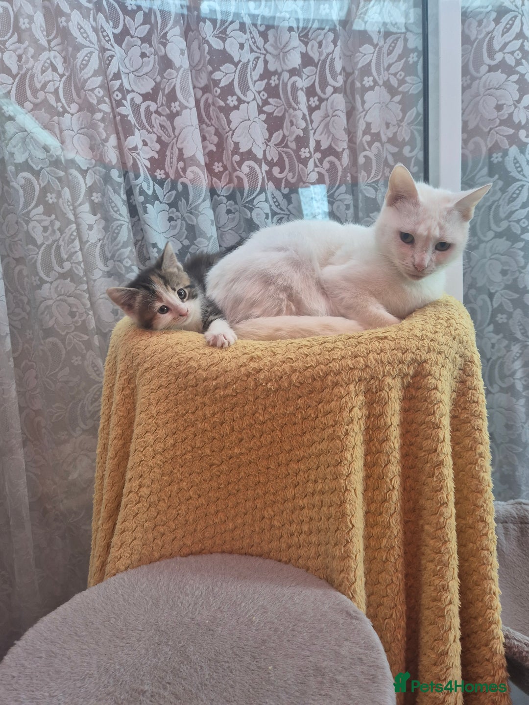 Mixed Breed cats for sale: Cute kitten - Advert 5