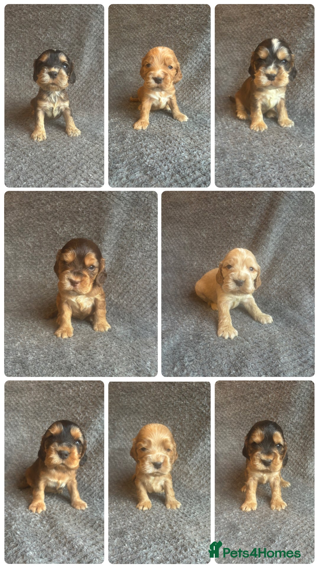 Cocker Spaniel dogs Health Tested KC Cocker Spaniel Puppies  - Advert 4