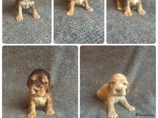 Cocker Spaniel dogs Health Tested KC Cocker Spaniel Puppies - Advert 4