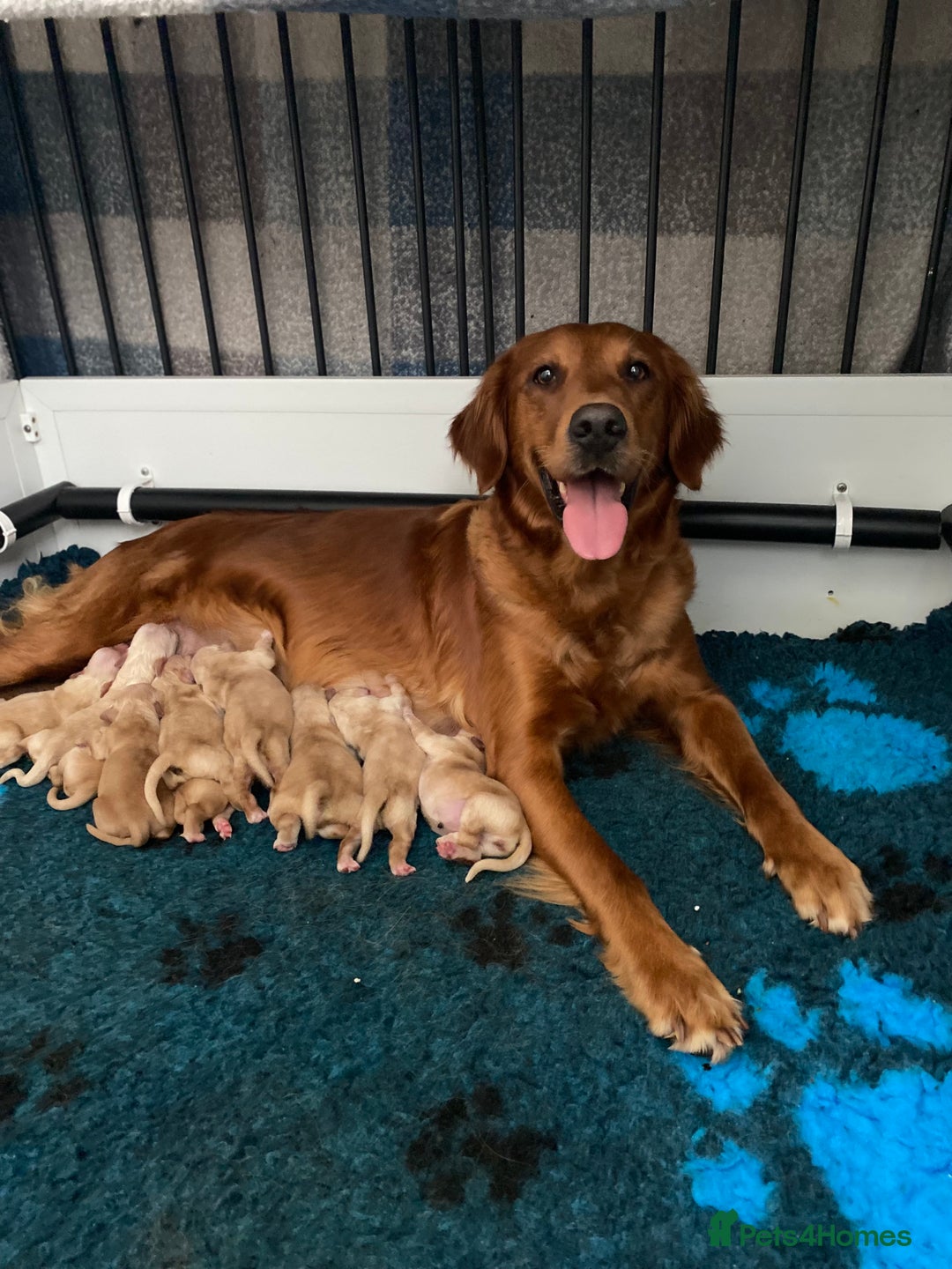 Golden Retriever dogs for sale: Beautiful litter of golden retriever puppies  - Image 2