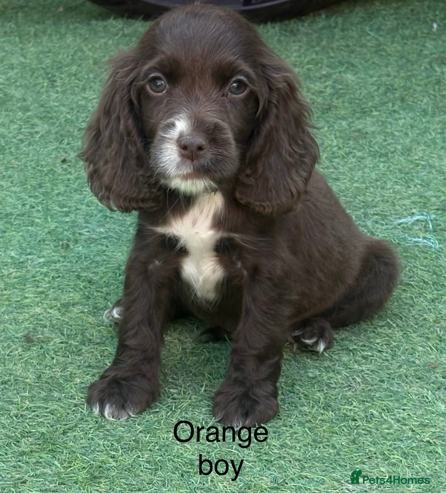 Cocker Spaniel dogs **READY TO GO** - Advert 1